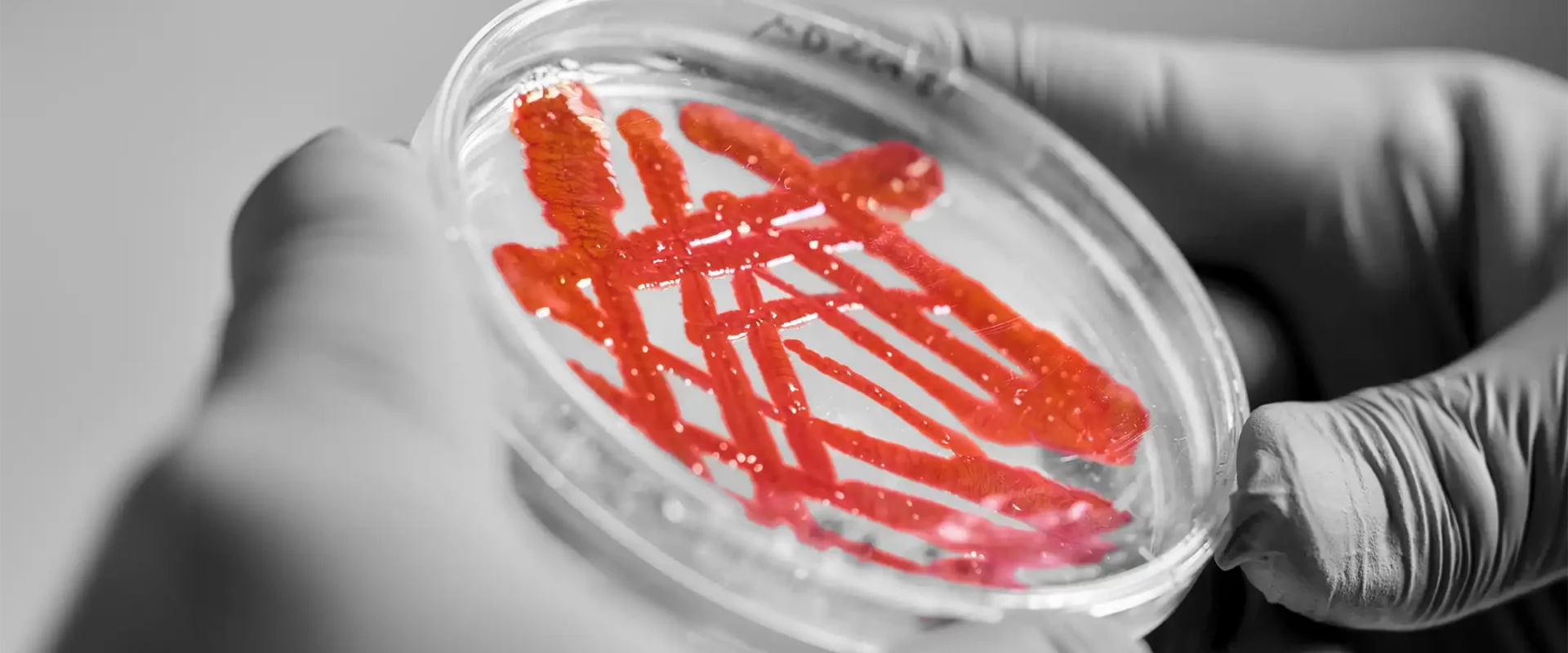 Das Titelbild des Ressorts "Biologie" zeigt Hände in Handschuhen, die eine transparente Petrischale mit rot gefärbter Kultur halten, was mikrobiologische Forschung im Labor veranschaulicht.