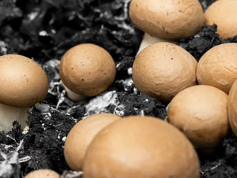 Nahaufnahme von mehreren frischen Champignons, die aus einem erdähnlichen Substrat wachsen. Die Pilzköpfe heben sich deutlich vom dunklen Untergrund ab und zeigen das typische Erscheinungsbild essbarer Pilze.