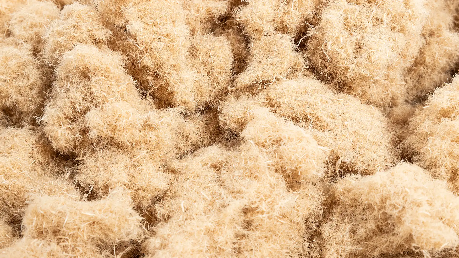 Holzfasern zur Analyse von Faserstruktur und -verteilung.