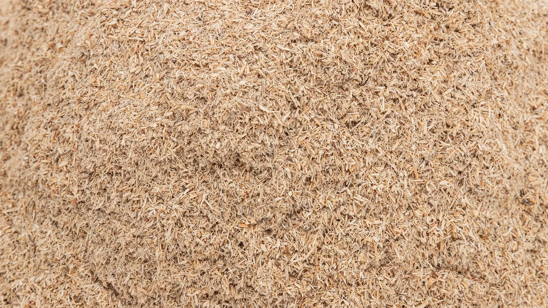 Nahaufnahme eines großen Haufens heller Holz-/Sägespäne – Rohstoff für Span- und Holzwerkstoffe.