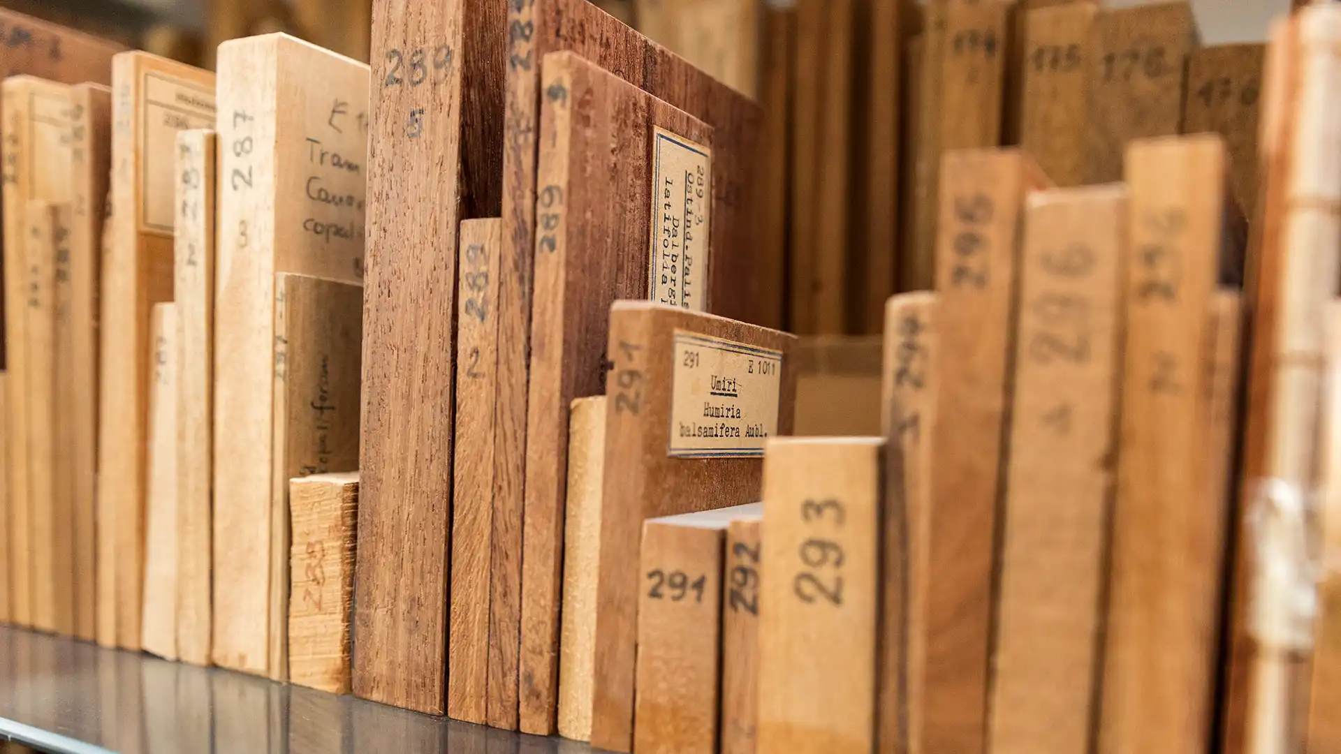 Holzart‑Probenblöcke unterschiedlicher Holzsorten als Referenzsammlung für holzanatomische Untersuchungen