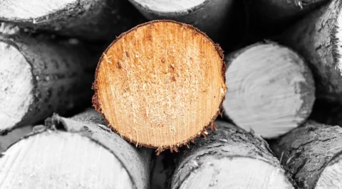 Stacked tree trunks with a clearly visible transverse section in the foreground, highlighting the natural structure of the wood.