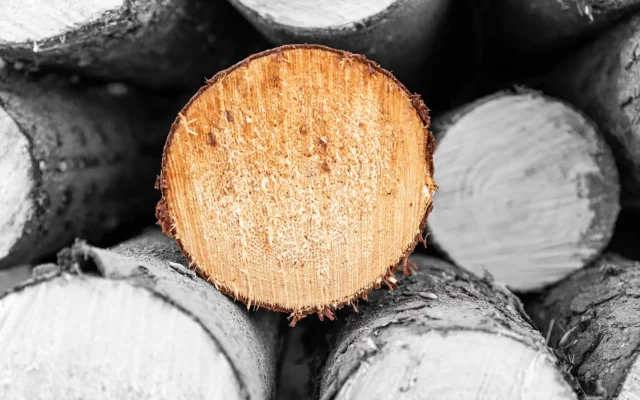 Gestapelte Baumstämme mit einem gut sichtbaren Querschnitt im Vordergrund, der die natürliche Struktur des Holzes hervorhebt.