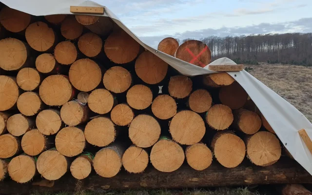 Fichten-Kalamitätsholz