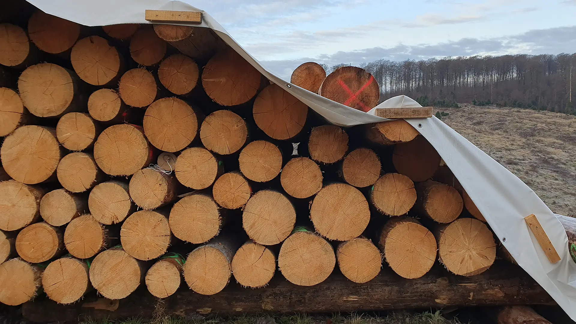 Fichten-Kalamitätsholz