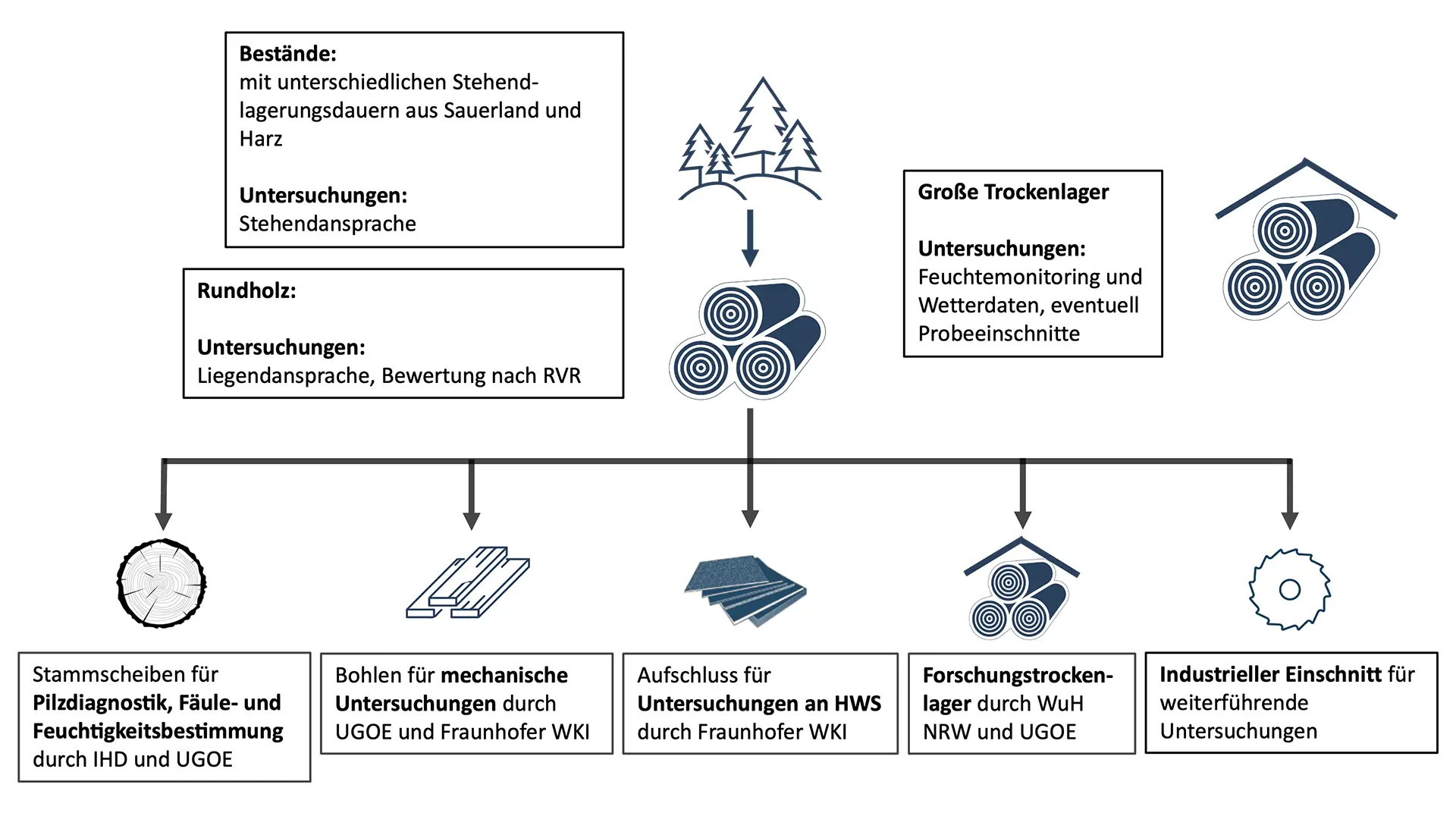 Untersuchungen an im FNR-Verbundprojekt NUKAFI stehendgelagerten Bäumen und weiterführende Untersuchungen an gefällten Kalamitätsfichten (Grafik: G. Böse, DeSH)