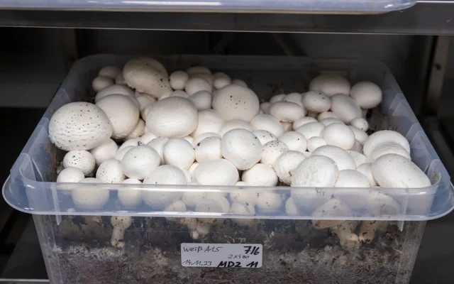 Weiße Champignons im IHD-Labor mit torffreien Abdeckerden