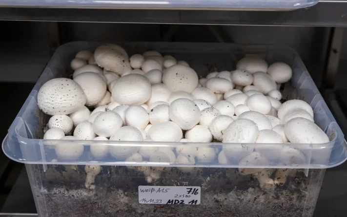 Weiße Champignons im IHD-Labor mit torffreien Abdeckerden