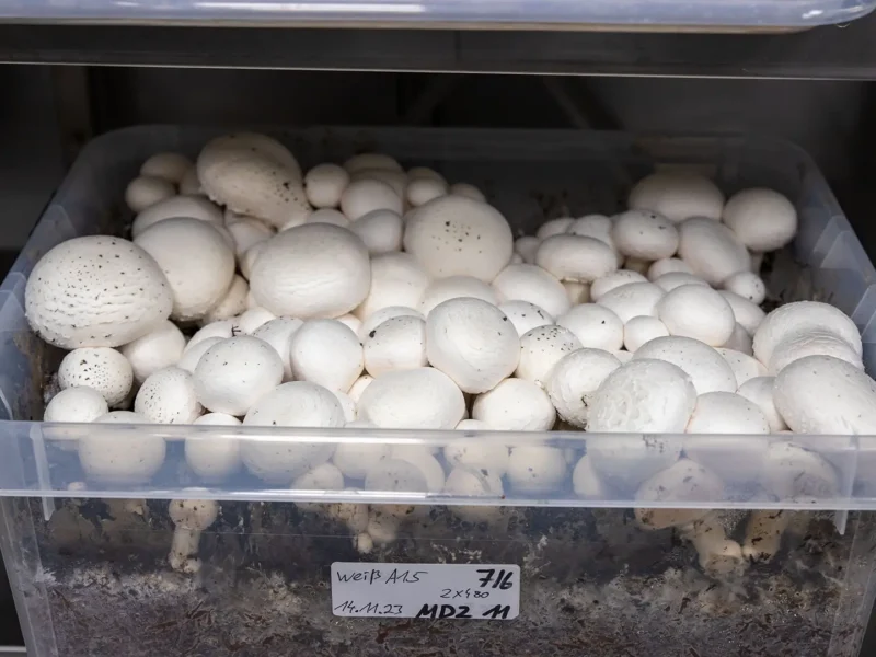 Weiße Champignons im IHD-Labor mit torffreien Abdeckerden